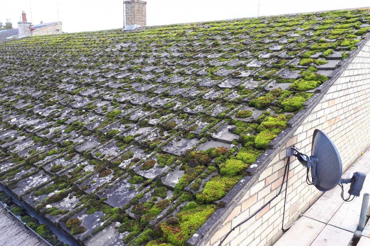 Roof at the start